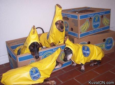 banaanikoirat.jpg
