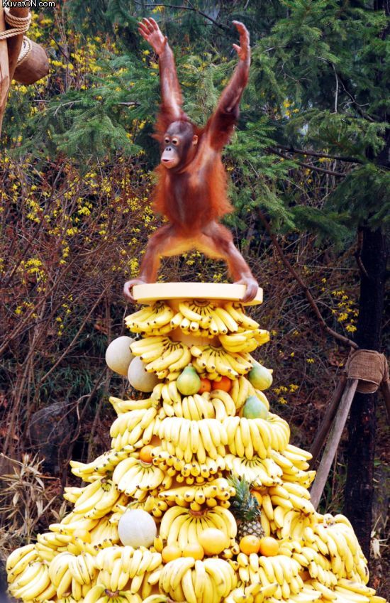 banana_king_monkey.jpg
