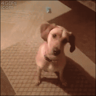 banng.gif
