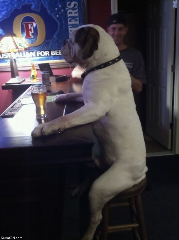 bar_dog.jpg