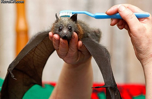 bat_brushing.jpg