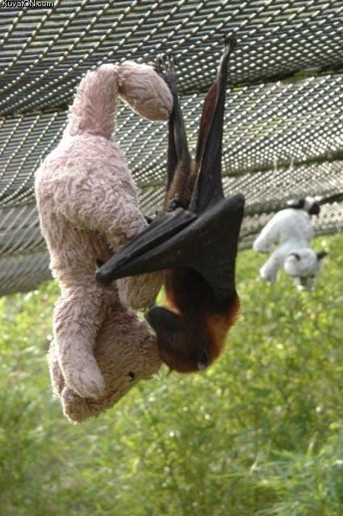 bat_cuddles.jpg