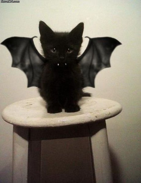 bat_kitty.jpg
