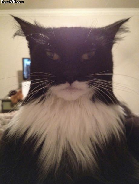 batcat4.jpg