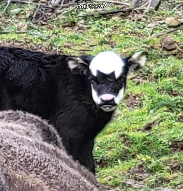 batcow.jpg