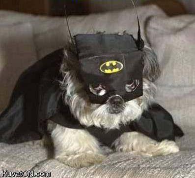 batdog.jpg
