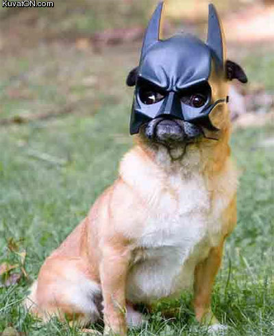 batdog2.jpg
