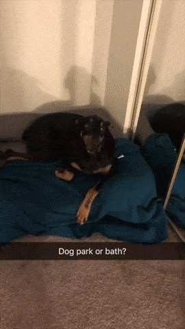 bath_or_park.gif
