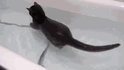 bathtub_cat.gif