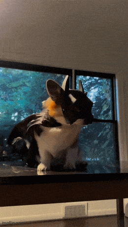 batmancorgi.gif