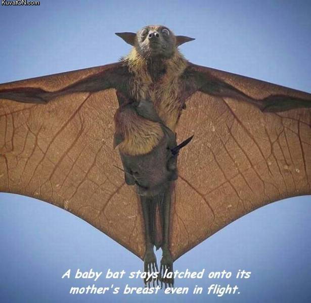 bats5.jpg