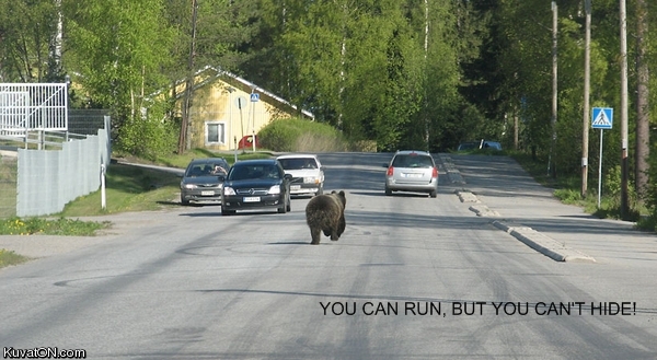 bear3.jpg