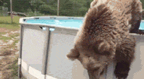 bear_having_fun_in_the_pool.gif