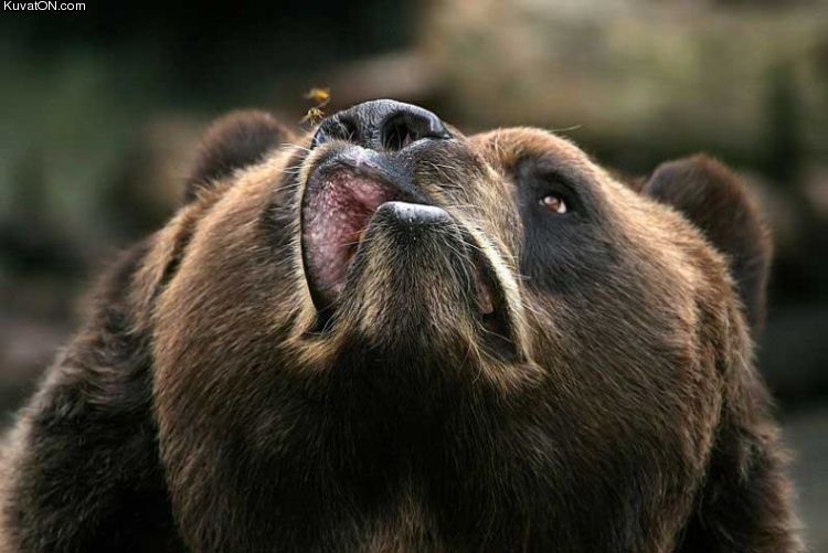 bear_omnomnom.jpg