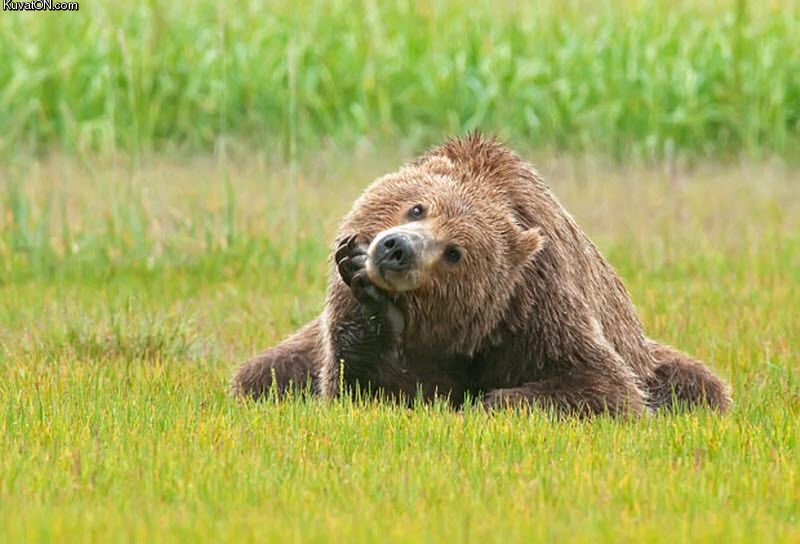 bear_whatcha_thinkin_about.jpg