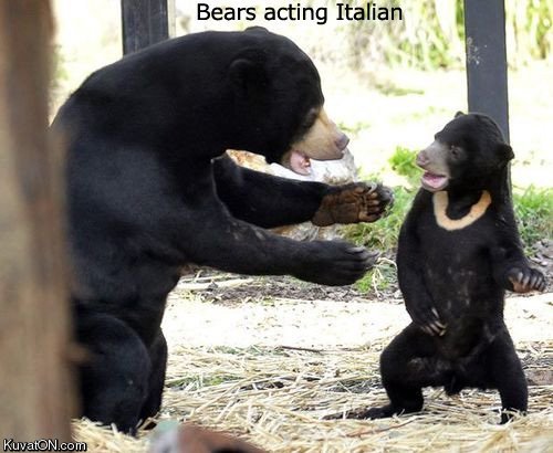 bears_acting_italian.jpg
