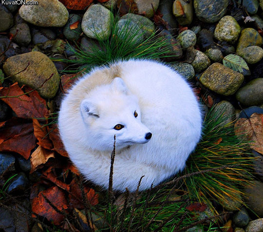 beautiful_photo_of_an_arctic_fox.jpg