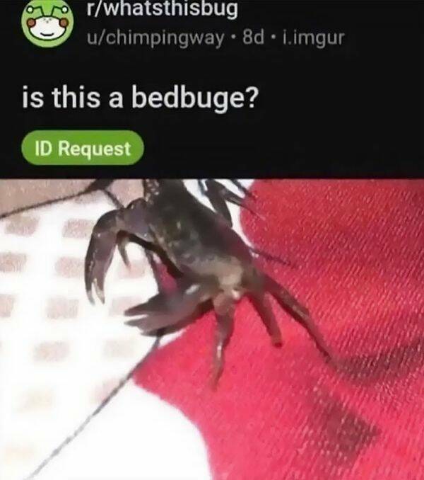 bedbug.jpg