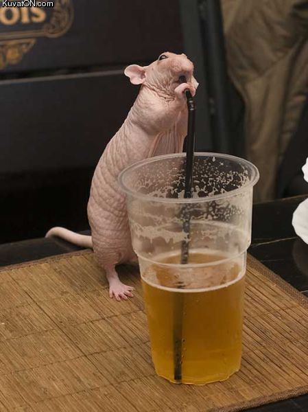 beer_rat.jpg