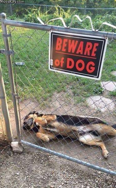 beware_of_dog_3.jpg