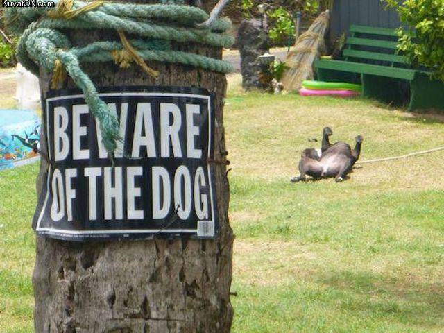 beware_of_the_dog.jpg