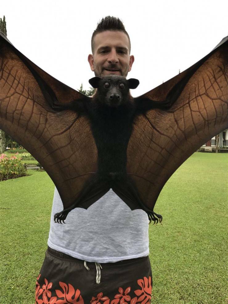 big_bat.jpg