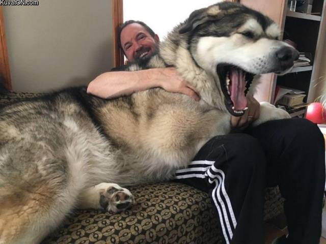 big_dog_.jpg