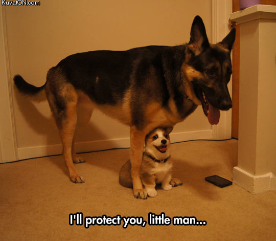 big_dog_protecting_puppy.jpg
