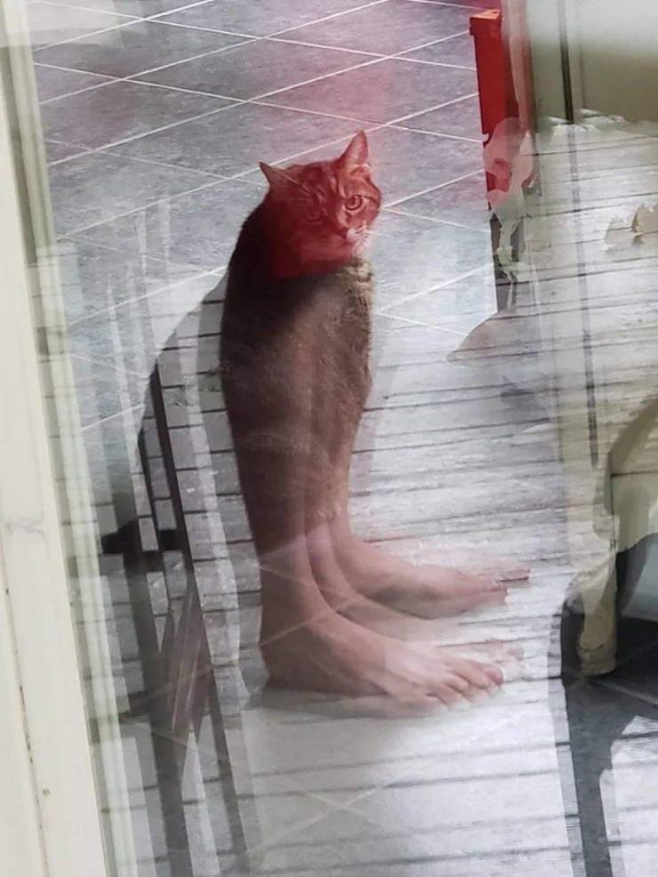 big_foot_cat.jpg