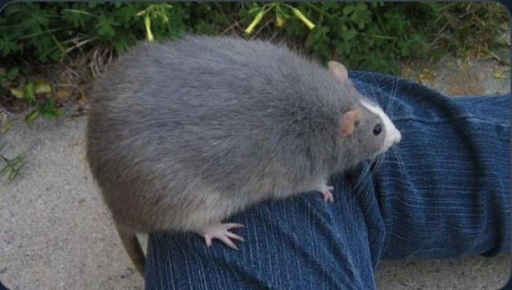 big_rat.jpg