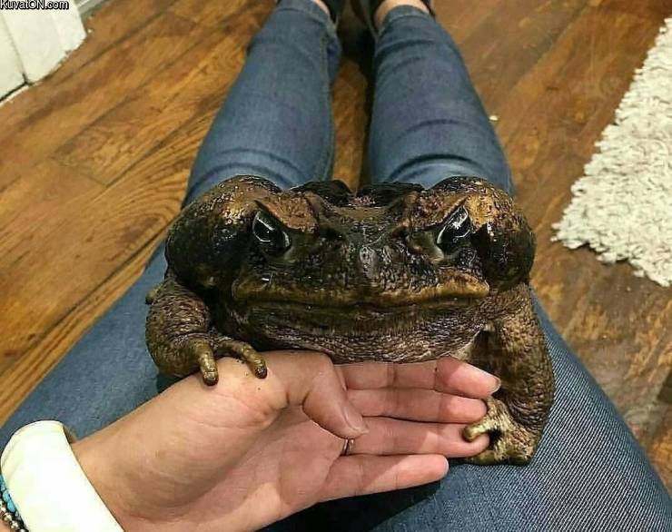 bigfrog2.jpg