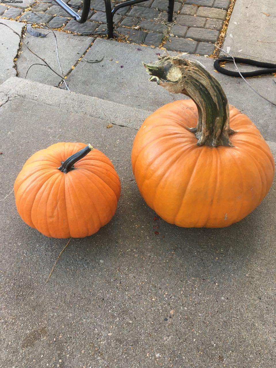 bigpumpkin.jpg