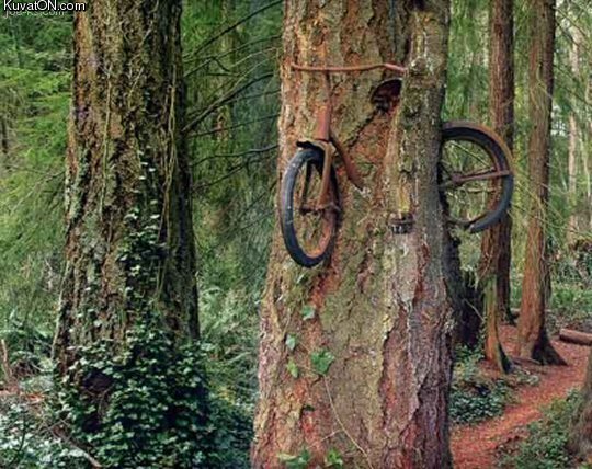 bike_tree.jpg