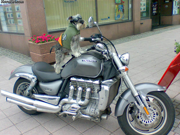 biker_dog.jpg