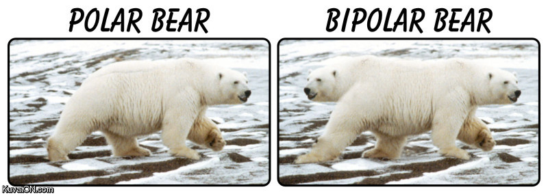 bipolar_bear.jpg