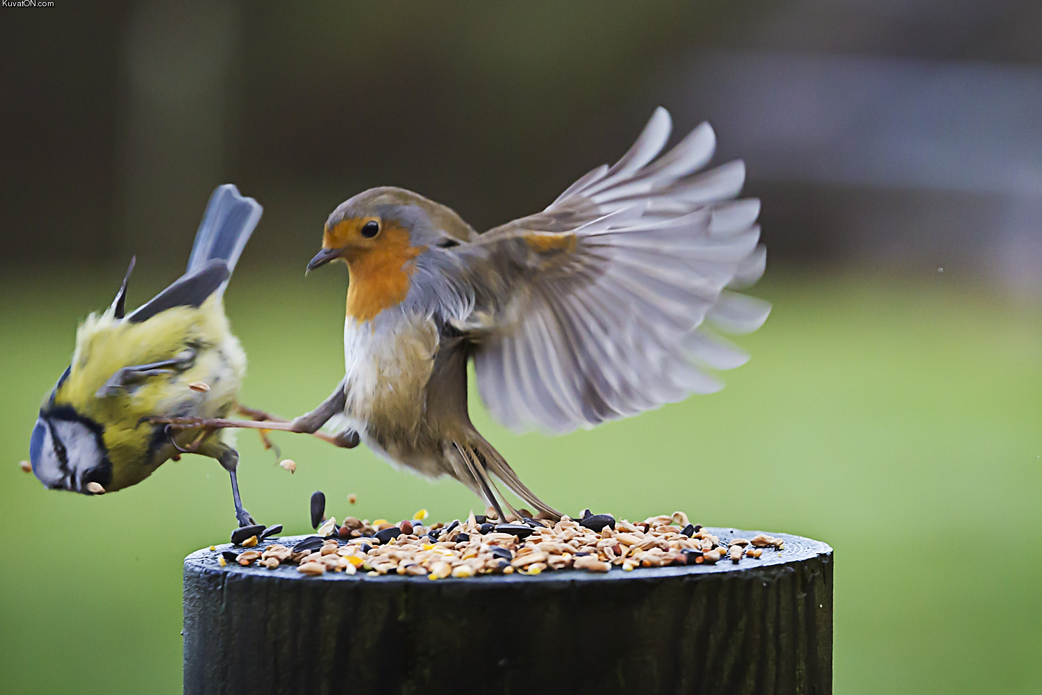 bird_fight3.jpg