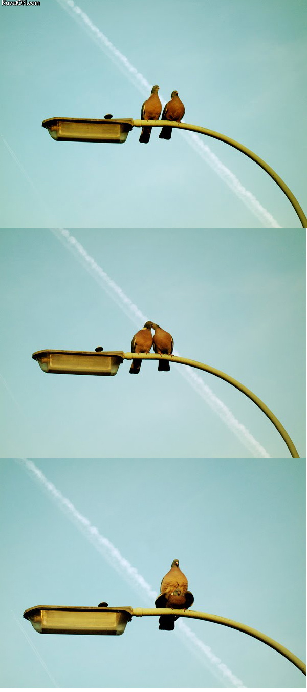bird_love.jpg