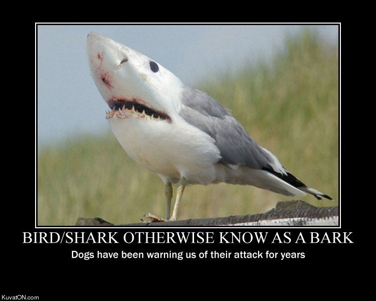 bird_shark.jpg