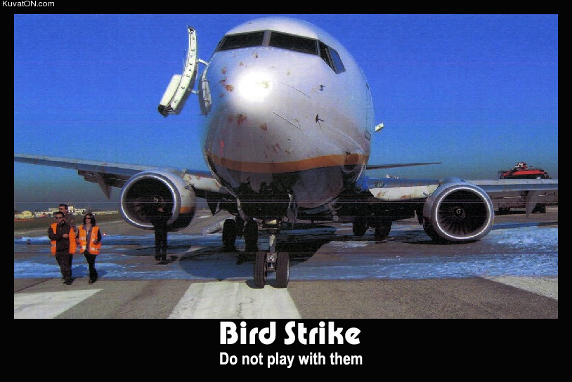 bird_strike.jpg