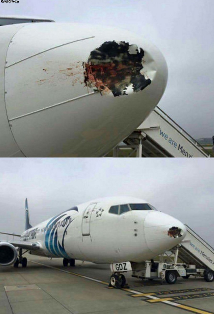 bird_vs_airplane.jpg