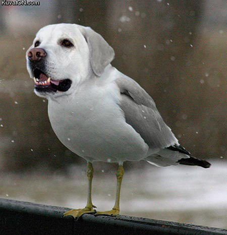 birdog.jpg