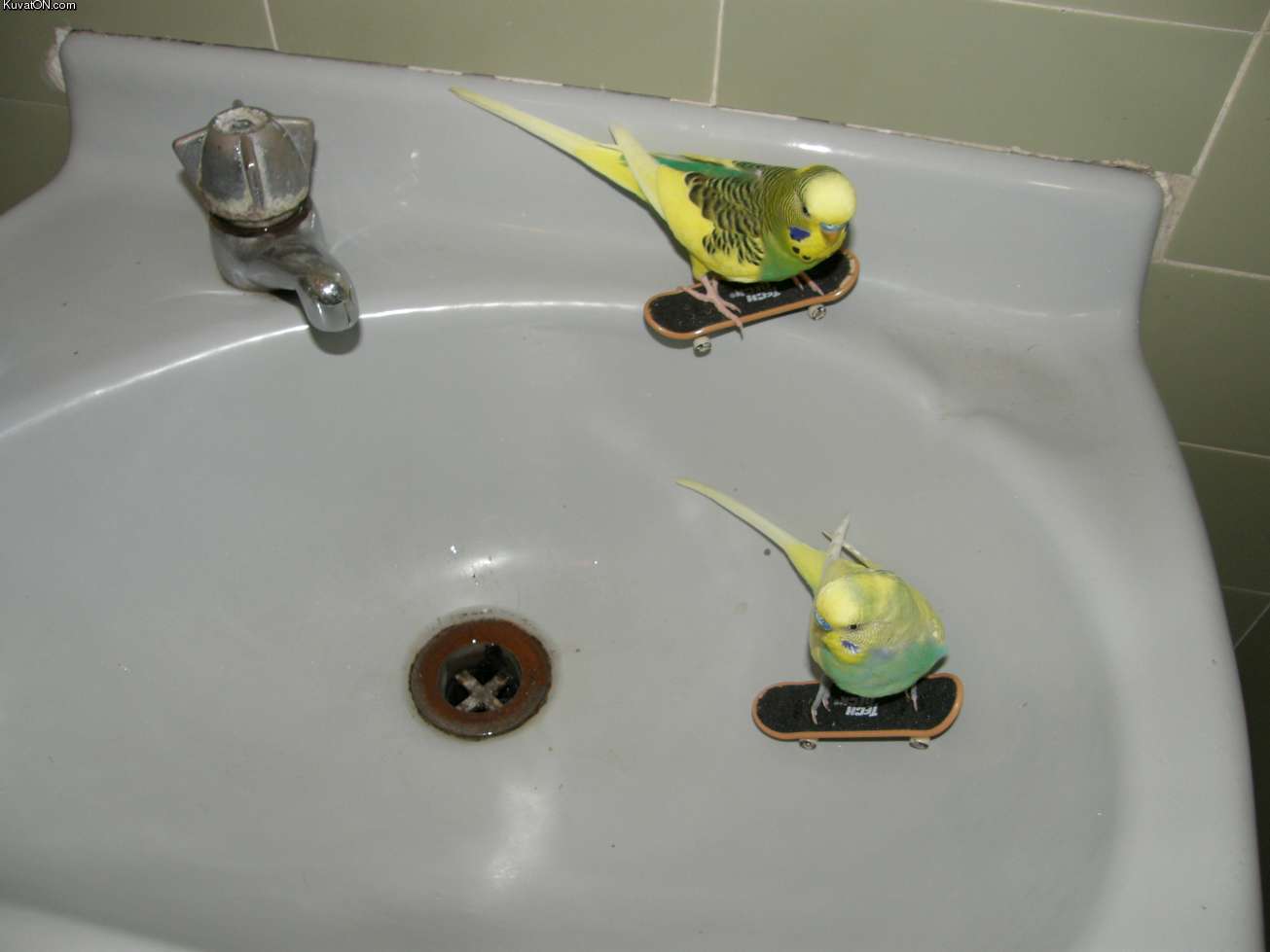 birdsboard.jpg
