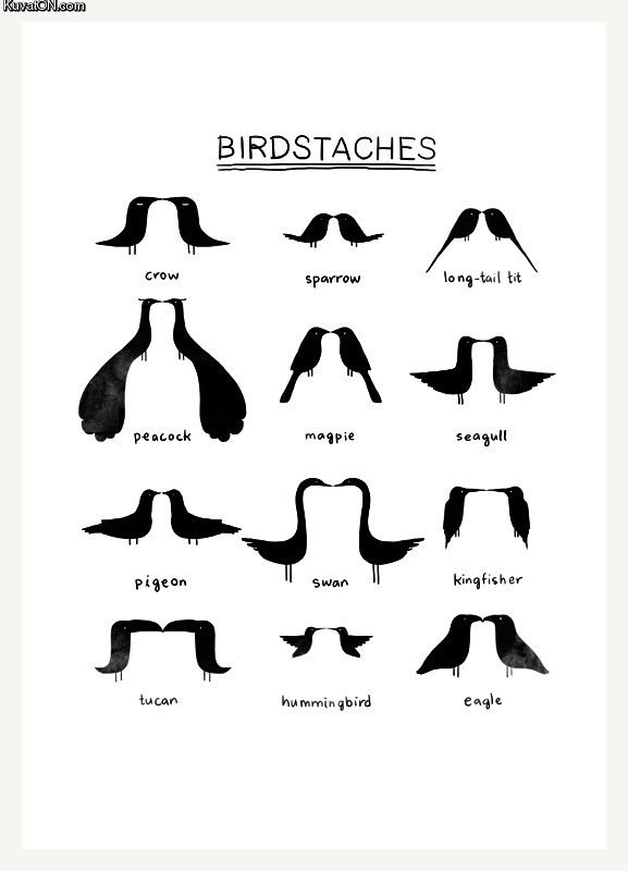 birdstaches.jpg