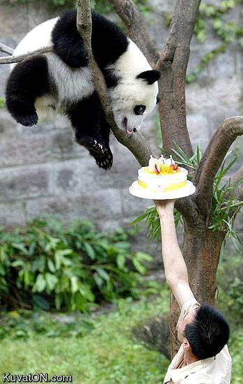 birthdaypanda.jpg