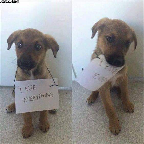 biteeverything.jpg