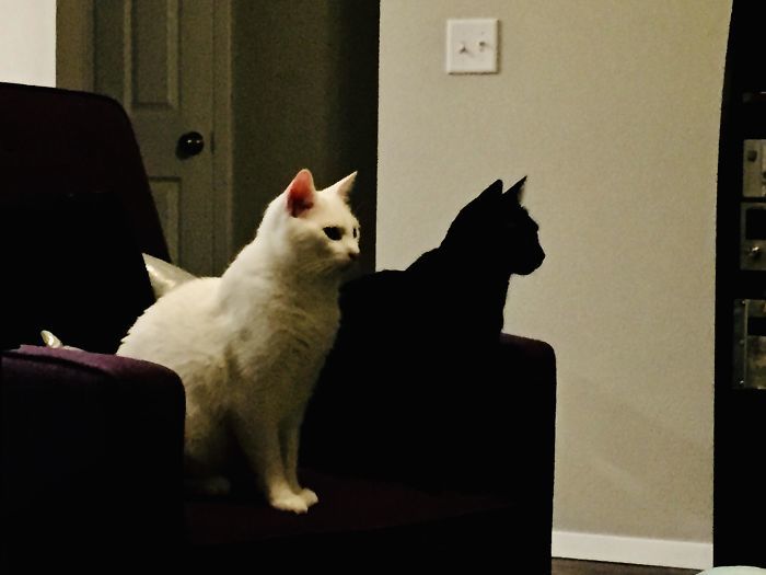 black_cat_looks_like_white_cat_shadow.jpg
