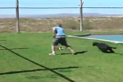 black_kitty.gif