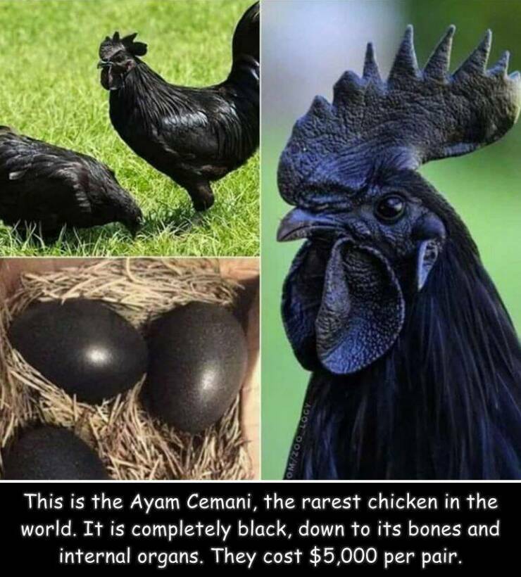 blackchicken.jpg