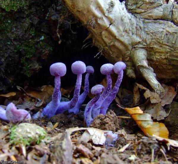 blue_mushrooms.jpg