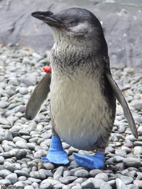 blue_socks_pingu.jpg